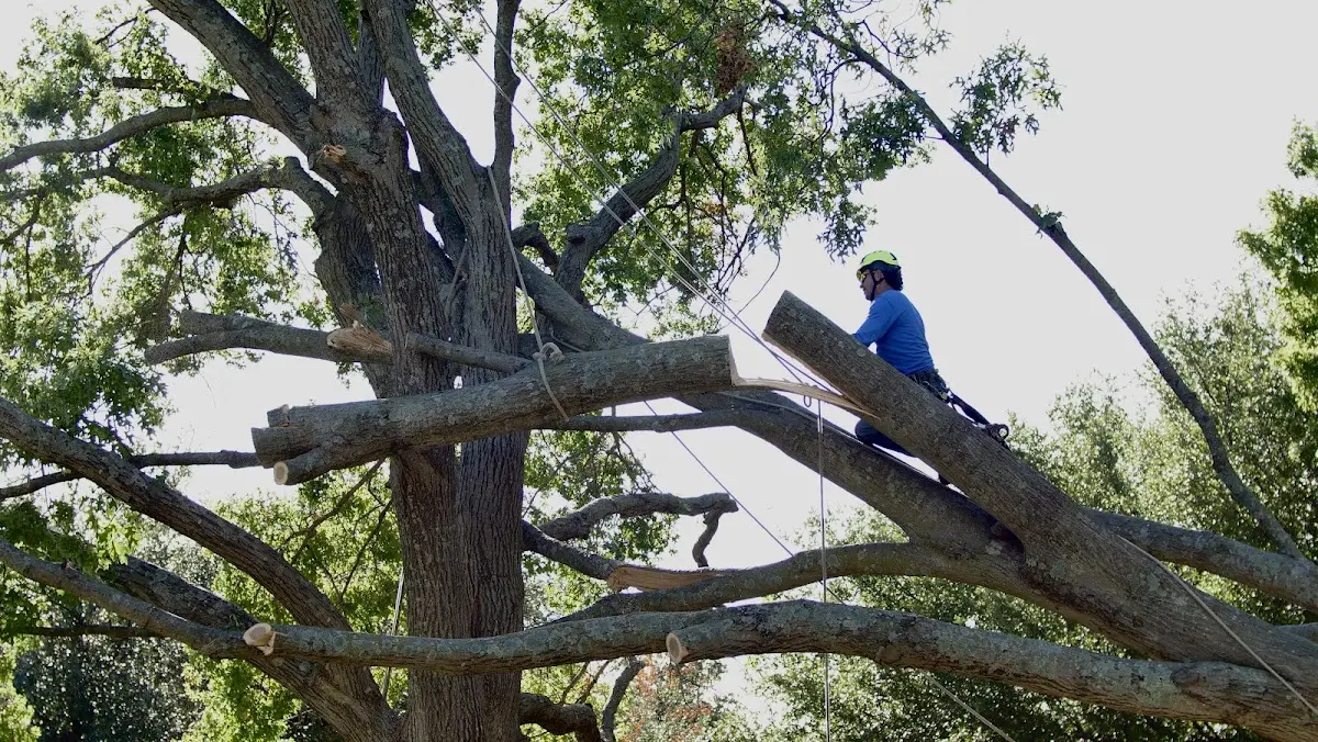 Professional Crown Thinning performed by certified arborists in Teutopolis