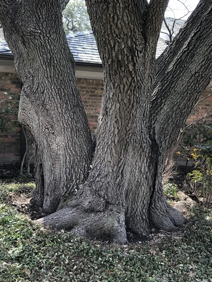 Mature heritage tree close to a Teutopolis property cared for by certified arborists